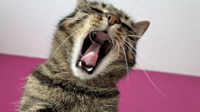 En katt som gäspar