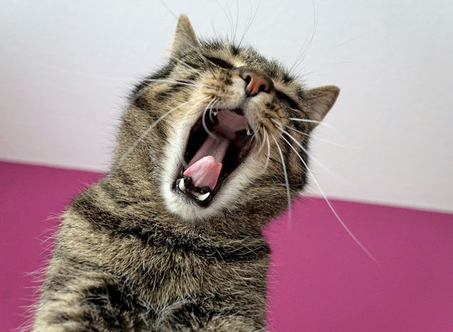 En katt som gäspar