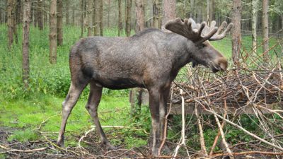Älg som står i skogen.