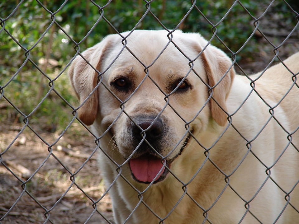 En golden retriver bakom ett hönsnät.