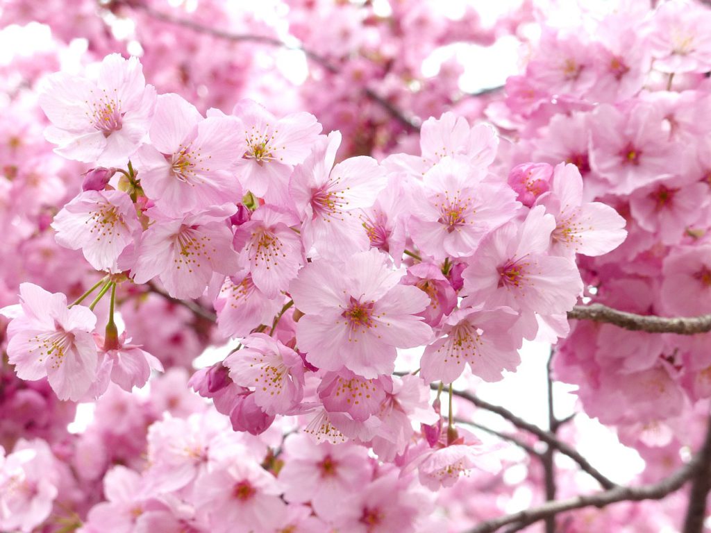 Rosa japanska körsbärsblommor i ett träd