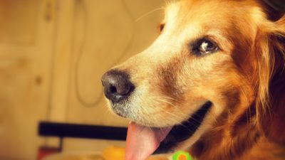 Hund