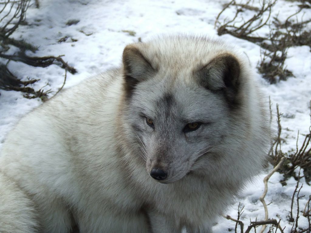 En fjällräv i snö.
