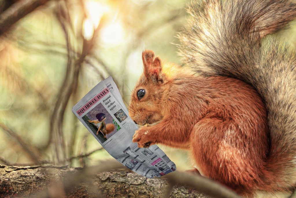 En ekorre som läser en liten tidning.