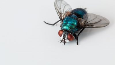 En spyfluga